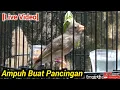 Download Lagu SUARA BURUNG SANGER BETINA MEMANGGIL JANTAN