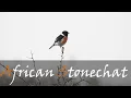 Download Lagu African Stonechat (Saxicola torquatus) Bird Call Video - Seen Near Satara | Stories Of The Kruger