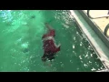 Luke Swims at Germantown pool 2015 04 18 -
