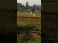 Download Lagu Fisik Wanita Selebih nya Emansipasi...