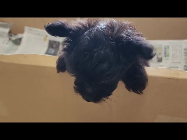 動画