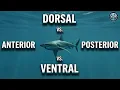 Anterior vs Posterior and Dorsal vs Ventral