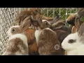Rabbits around the World Dashing Lagomorphs
