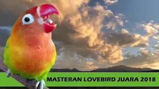 Download Anda Punya Lovebird Pakai Masteran Terbaru Ini, Dijamin Bisa Bunyi MP3