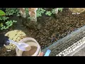Download Lagu Aquarium (yellow guppies) After 10 months 😍 hồ cá (bảy màu vàng) sau 10 tháng