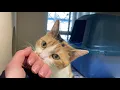 Multimedia Package The Whitman County Humane Society