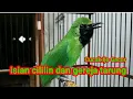 Download Lagu Masteran cucak ijo gacor isian cililin dan gereja tarung
