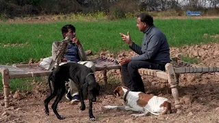 Goshawk & Pointer Spot Live Francolin Mid-Interview! | Falconry in Punjab, Pakistan @ExplorePotohar