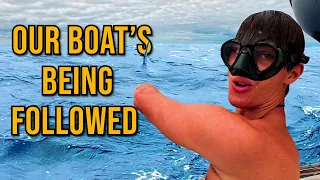 BLUE MARLIN SHADOWED US ON 1800 MILE ATLANTIC CROSSING TO BRAZIL