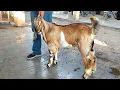 Download Lagu HARGA BAKALAN JANTAN SUPER PASAR KAMBING JETIS PONOROGO