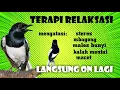 Download Lagu Terapi Kacer Stres dan Macet Bunyi segara Gacor lagi | GUDANG MASTERAN
