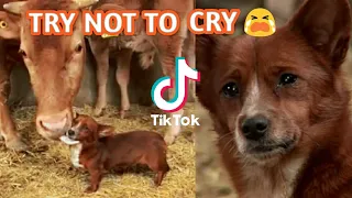 Download TRY NOT TO CRY - COW \u0026 DOG FRIENDSHIP | STORYAHE PH MP3