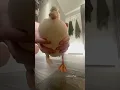 Download Lagu Rate my cheeseburger 🍔 #duck #phonk #funnyanimals #funny