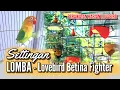 Download Lagu Perawatan Haraian + Settingan Lovebird Betina Single Fighter (SF)
