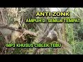 Download Lagu suara pikat ciblek tebu paling ampuh untuk segala medan.