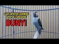 Download Lagu Suara Burung Lovebird Ngekek Panjang GACOR MANTAB, SAAT DI PUTAR LOVEBIRDMU DIJAMIN NYAUT, COBALAH