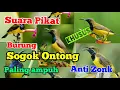 Download Lagu SUARA PIKAT KHUSUS BURUNG SOGOK ONTONG PALING AMPUH ANTI ZONK