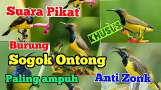 suara pikat khusus burung sogok ontong paling ampuh anti zonk