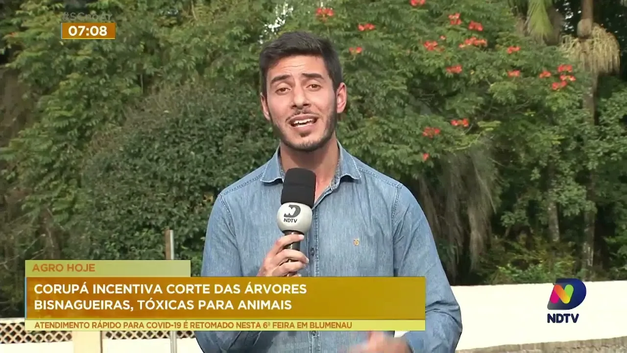 Agro Hoje: Corupá incentiva corte das árvores bisnagueiras, tóxicas para animais