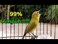 Download Lagu Ampuh...!!! Dalam Hitungan Menit Pleci Yang Dengar Pasti Ikut Buka Paruh