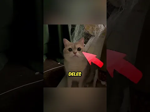 O gato aranha