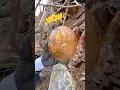 So this is what s inside a dinosaur egg