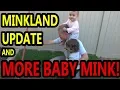 Download Lagu More Baby Mink, MinkLand, and Rats Questions.