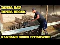 Download Lagu KANDANG BEBEK MINIMALIS \u0026 BEBAS BAU!!