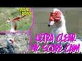 Download Lagu EXOTIC Waterfowl Hunting in Florida | My BEST, CLEAREST, 4K Scope Cam Videos Ever