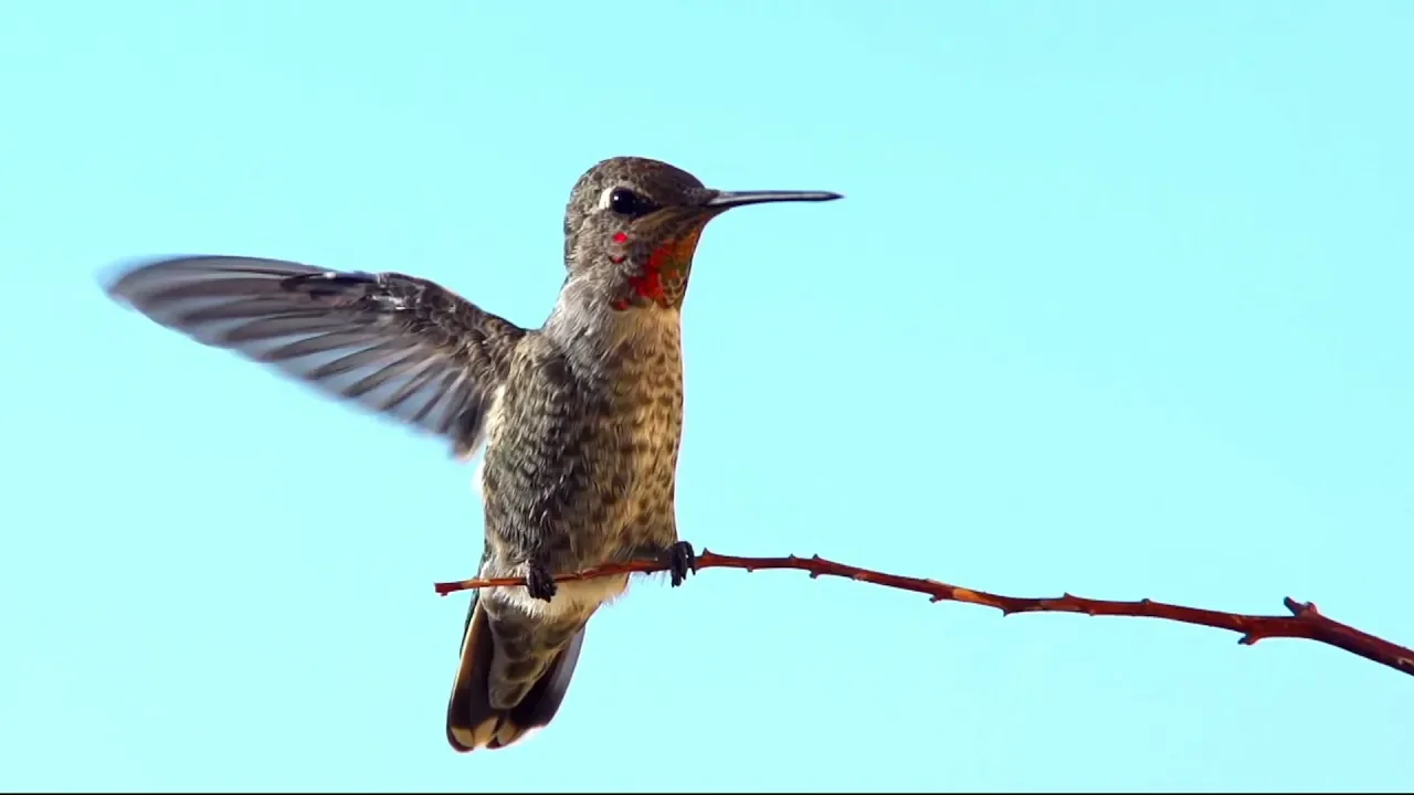 All Things Bright and Beautiful (2020) | The Tabernacle Choir