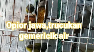 burung opior jawa trucukan dan suara gemericik air