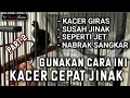 Download Lagu Menjinakan Kacer Giras - Dengan Cara Ini Kacer Lebih Cepat Jinak - Tahap 2