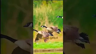 کنیا ایران رو بشناس 