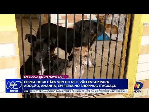 Feira de adoção no Shopping Itaguaçu: pets resgatados das enchentes buscam novos lares