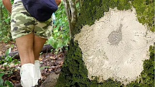 Climbing a mud volcano | Discover Sabah, Borneo Ep220