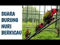 Download Lagu SUARA BURUNG NURI