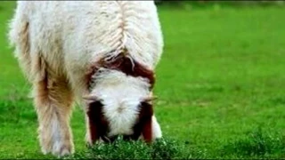 الليل طال وما حلا الليل لاطال 