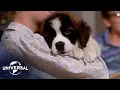 Beethoven | The St. Bernard’s Journey Home