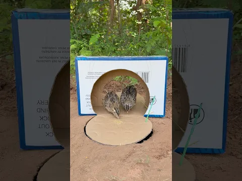 Technique Unique Effective Quail Trap Using Cardboard Box #shorts