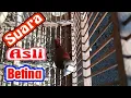 Download Lagu pancingan suara emprit kaji betina memanggil lawan