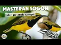 Download Lagu MASTERAN SOGON ISIAN PELATUK SAMPIT