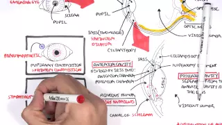 Anatomy Eye Overview 