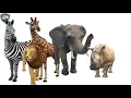 The Names of Animals in Dinka and English
