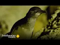 Two Little Blue Penguins Evade a Lurking Predator A Tale of Two Penguins Smithsonian Channel