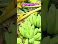 Download Lagu Ant nest on the banana plant! 🍌🌴🐜
