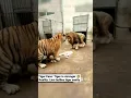 Download Lagu The lion eats first, tiger eats what's left #shorts