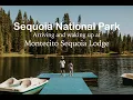 SEQUOIA NATIONAL PARK 2021 Arrival Wake up at the Montecito Sequoia Lodge