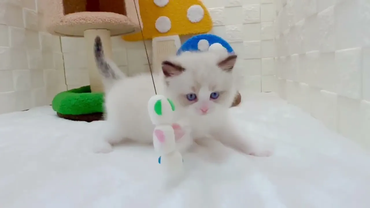 動画