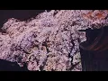 藤-Joey Pecoraro - Tired Boy ( joenji temple Tokyo Sakura trees at night )