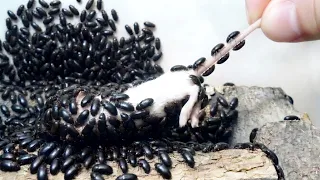 １０００匹のヤバい虫の巣にネズミを入れて３日放置すると…とんでもないことに